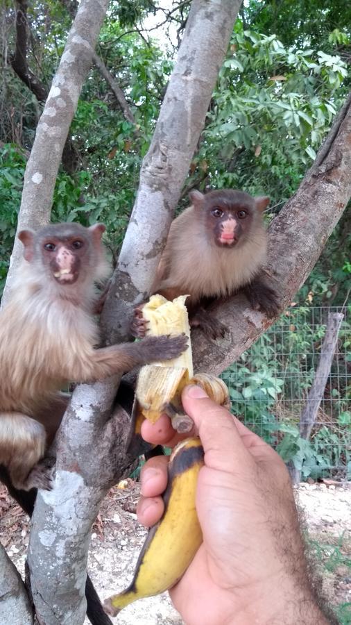 Chácara Pousada Sagui Cuiabá Exterior foto